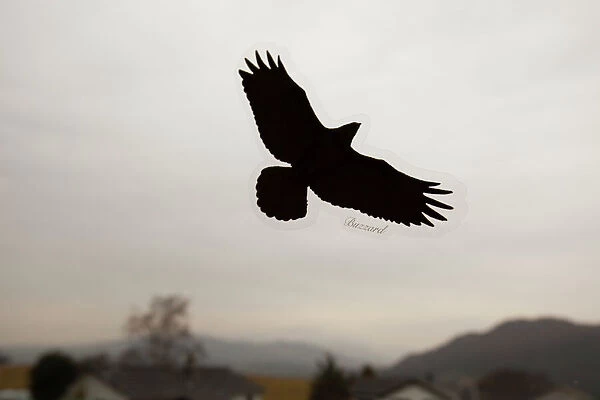 A bird of prey sticker on a window to prevent birds flying into the window
