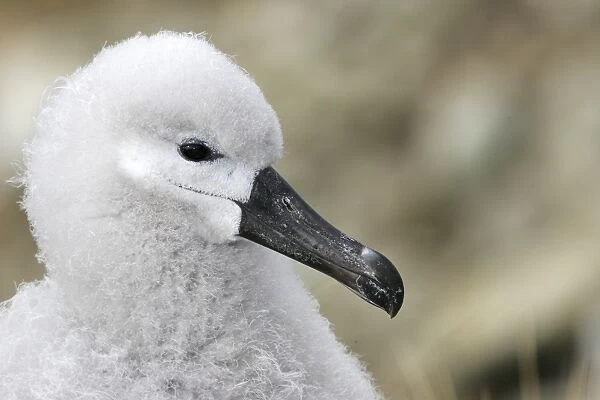 Black-browed Albatross (Thalassarche melanophrys) chick on nest in the Falkland Islands