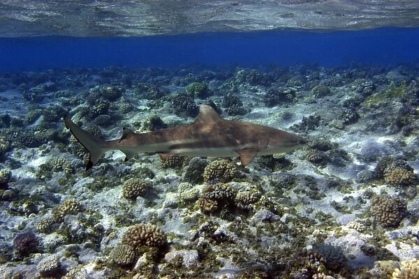 Blacktip reef shark, Carcharhinus melanopterus, Ailuk atoll, Marshall Islands, Pacific (rr)