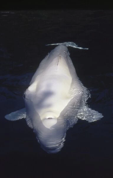Blowhole of beluga (Delphinapterus leucas)