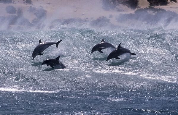 Bottlenose dolphin (Tursiops truncatus). Group surfing. South Africa