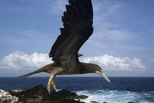 Brown booby, Sula leucogaster, flying, St. Peter and St. Pauls rocks, Brazil, Atlantic Ocean
