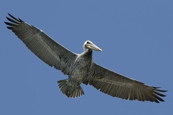 Brown pelican (Pelecanus occidentalis) flying. National marine sanctuary, Monterey bay, California Pacific ocean, USA