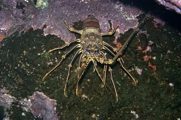 Brown spiny lobster, Panulirus echinatus, St. Peter and St. Pauls rocks, Brazil, Atlantic Ocean