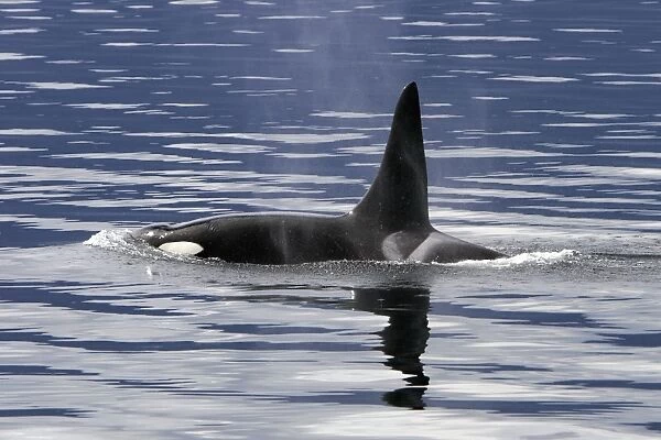 Bull Orca (Orcinus orca) surfacing in Tracy Arm, southeast Alaska, USA