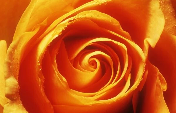 Close up of an orange rose