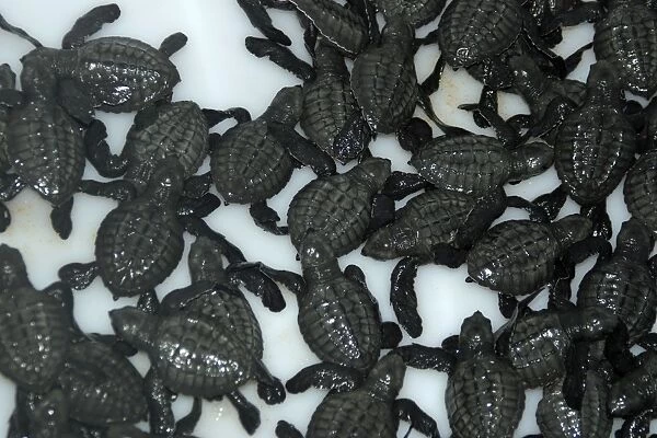 Clutch of olive ridley turtle hatchlings, Lepidochelys olivacea, ready to be released into the ocean, Costa do Sauipe, Bahia, Brazil (South