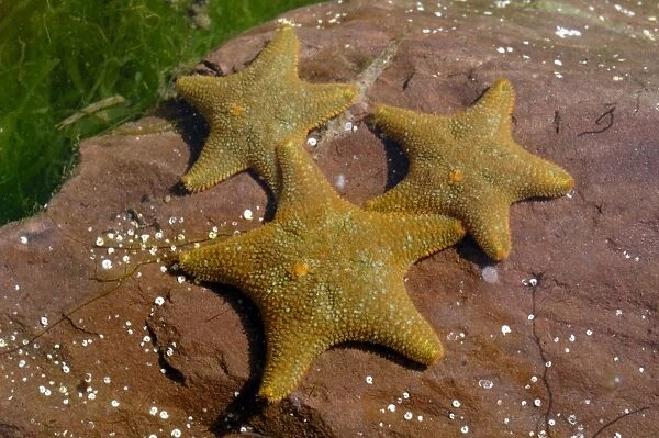 Common Cushion Stars Asterina gibbosa Castle Bay, Dale, Pembrokeshire, Wales, UK, Europe (rr)