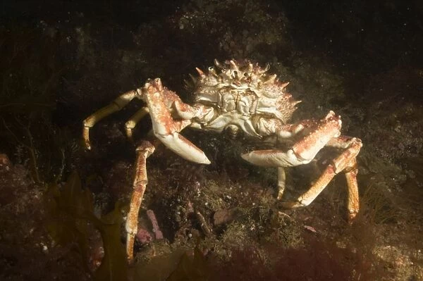 Common Spider Crab (Maja squinado). UK