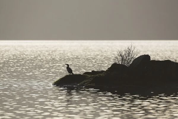Cormorant (Phalacrocorax carbo) silhouetted against water while drying on an Island. Cormorant wings are not fully waterproof therefore they spend a lot of time on rocks, bouys etc drying off their wings Argyll, Scotland