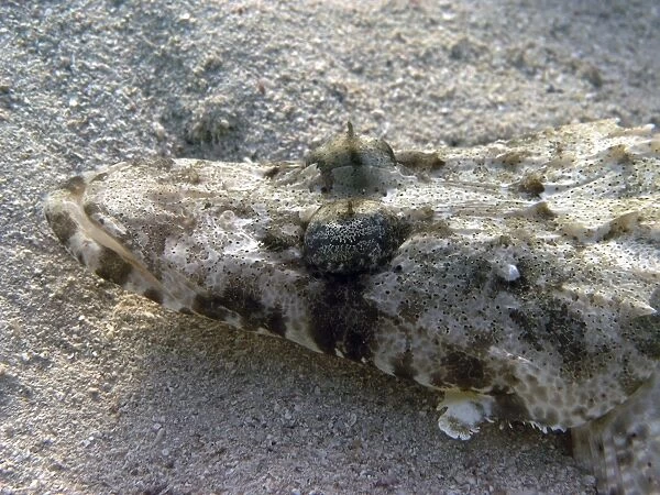 Crocodilefish (Papilloculiceps longiceps) hiding in the sand. Red Sea. Egypt. (RR)