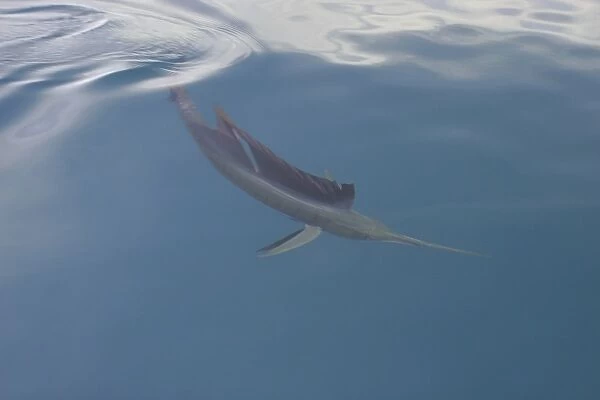 Curious adult Sailfish (Istiophorus platypterus) approaching the boat at the surface in the Gulf of California (Sea of Cortez), Mexico