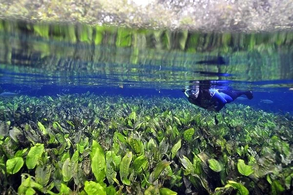 Diver observes the underwater vegetation at Baia Bonita river, Aquario Natural, Bonito, Mato Grosso do Sul, Brazil