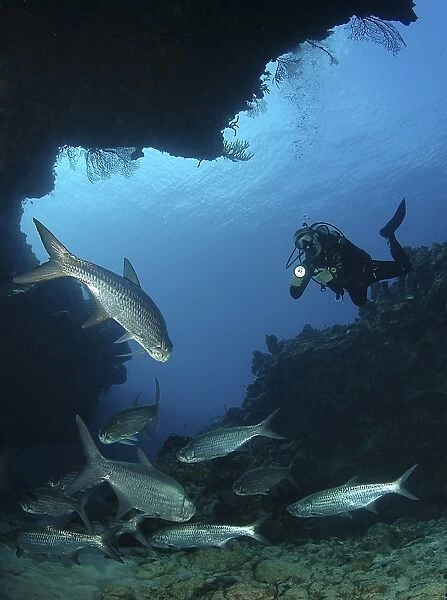 Diver using torch amidst school of tarpon (Megalops atlanticus), Grand Cayman Island, Cayman Islands, Caribbean