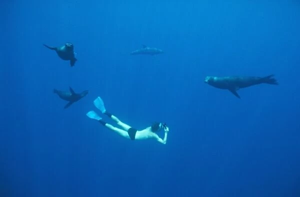 Dolphins, sea-lions and snorkler. (Tursiops truncatus). Off Darwin Island, Galapagos, Ecuador