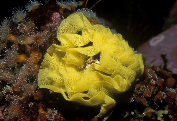 Egg mass of sea lemon nudibranch. USA, Channel Islands, CA. (rr)