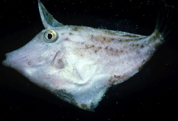Filefish (Paramonocanthus sp ). Papua New Guinea