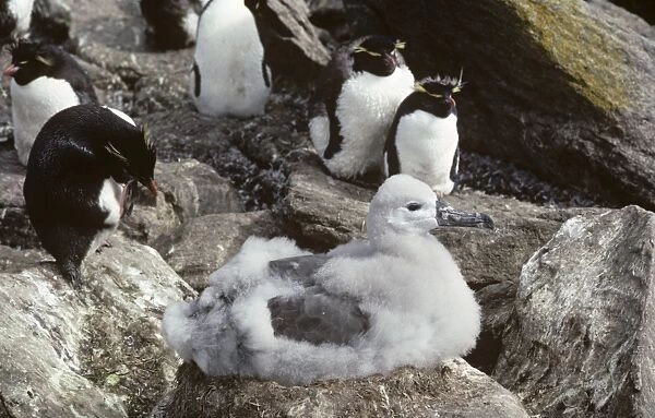 Fledging black-browed albatross chick nest in rockhopper penguin colony. (Diomedea melanophris and Eudyptes chrysocome). West Point Island, Falkland