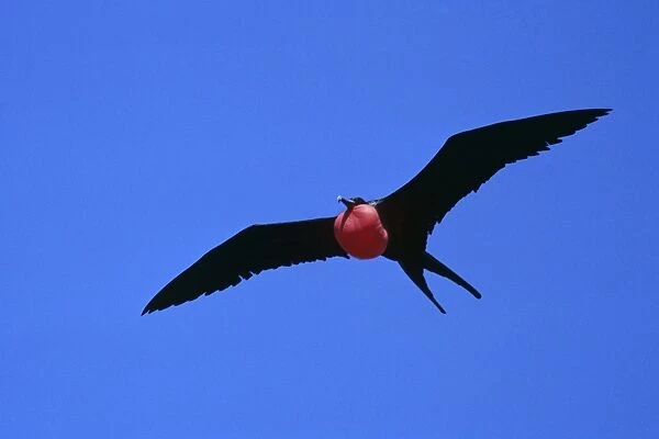 Flying male great frigatebird with inflated pouch. (Fregata minor). Tower Island, Galapagos, Ecuador