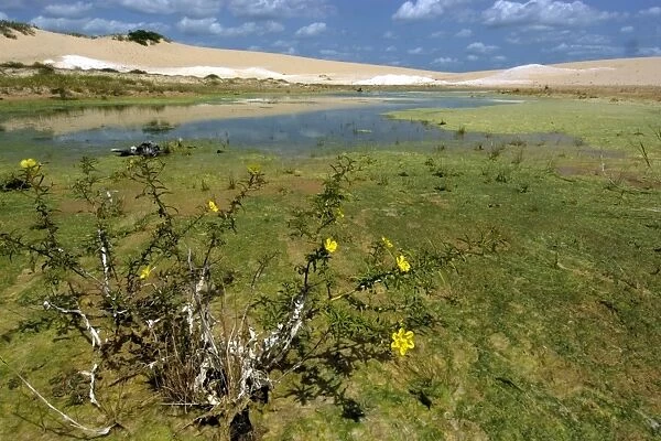 Freshwater lake and sand dunes at Ilha Grande de Santa Isabel, Parnaiba river delta, Piaui, Brazil