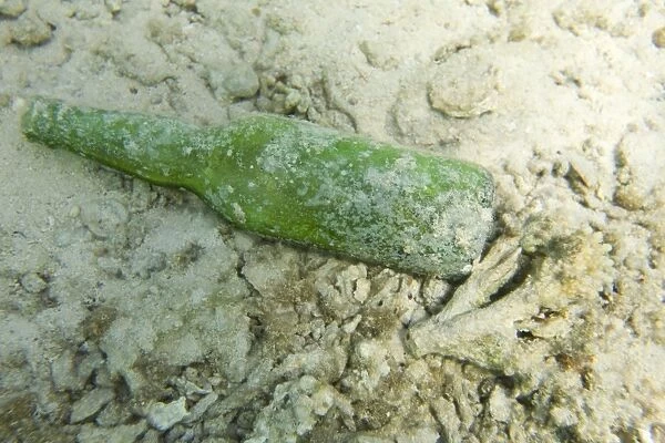 A glass bottle dumped on a coral reef in the Red Sea resort of Dahab in Egypt
