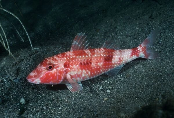 Goatfish. Indo Pacific