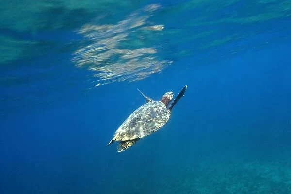 Green sea turtle, Chelonia mydas, surfacing to breathe, Fernando de Noronha, Pernambuco, Brazil
