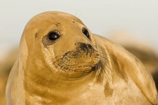 Grey Seal (Halichoerus grypus), head and shoulders portrait, Lincolnshire, UK (RR)