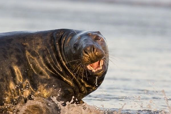 Grey Seal (Halichoerus grypus) male with open mouth (aggressive) on wet beach, Lincolnshire, UK (RR)