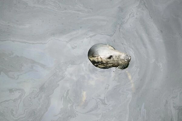 A Grey Seal in polluted water in Lochinver Harbour in Sutherland Scotland UK