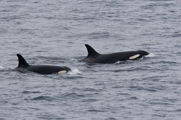 A group of 6 to 8 Orca (Orcinus orca) which attacked and killed a white-beaked dolphin at 74 11. 31 N and 16 03. 48 E off the continental shelf southwest of Bear Island in the Barents Sea, Norway. Seen here are two adult