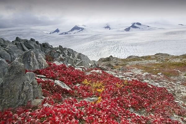 the Harding icefield in Kenai Fjords National Park in Alaska receeding rapidly due to global warming
