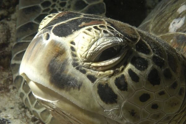Hawksbill Turtle (Eretmochelys imbricata). Sipadan Island, Malaysia (RR)