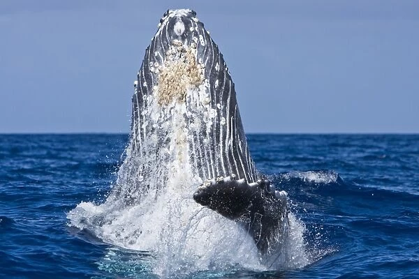 Humpback whale (Megaptera novaeangliae) in the AuAu Channel between the islands of Maui and Lanai, Hawaii, USA. Each year humpback whales return to these waters in the winter and spring to mate and give birth to their calves. In the summer and fall