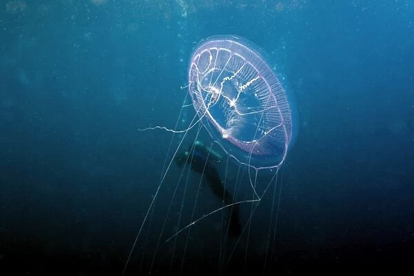 Hydrozoan medusa, Aequorea sp., and diver, Truk lagoon, Chuuk, Federated States of Micronesia, Pacific
