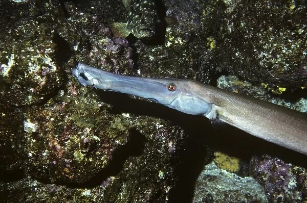 Just head of trumpetfish. (Aulostomus chinensis). Galapagos Islands, Ecuador