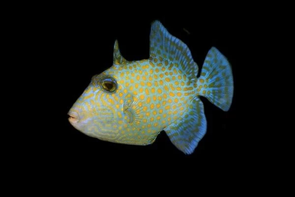 Juvenile blue triggerfish, Pseudobalistes fuscus, Rongelap, Marshall Islands, Micronesia