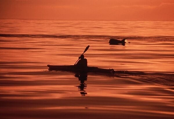 Kayaker and dolphin at sunset