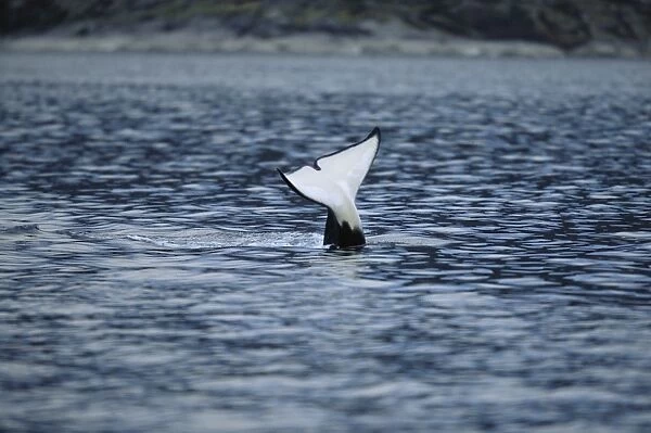 Killer whale (Orcinus orca) lifting distintive tail flukes above the surface. Mid-winter in Tysfjord, Norway