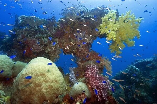 Large diversity of soft and hard corals growing over the external structure of the Shinkoku Maru, Truk lagoon, Chuuk, Federated States of Micronesia, Pacific