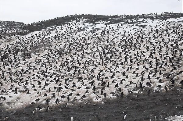 The largest Chinstrap penguin (Pygoscelis antarctica) colony known, Deception Island, Antarctic Peninsula (RR)