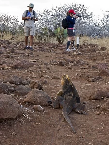 Lindblad Expeditions Guests and guide encounter a land iguana on the trail on North Seymour Island in the Galapagos Island Archipeligo, Ecuador. No model