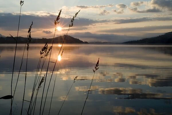 Loch Awe sunrise with long grass in foreground. Argyll, Scotland