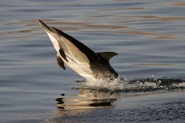 Long-beaked Common Dolphin (Delphinus capensis) leaping at sunrise in the Gulf of California (Sea of Cortez), Mexico
