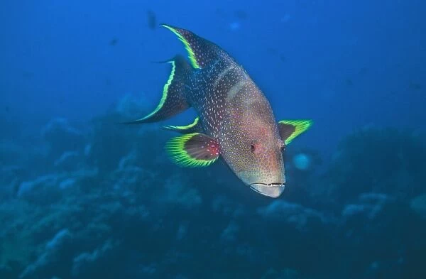 Lyretail grouper. Red sea