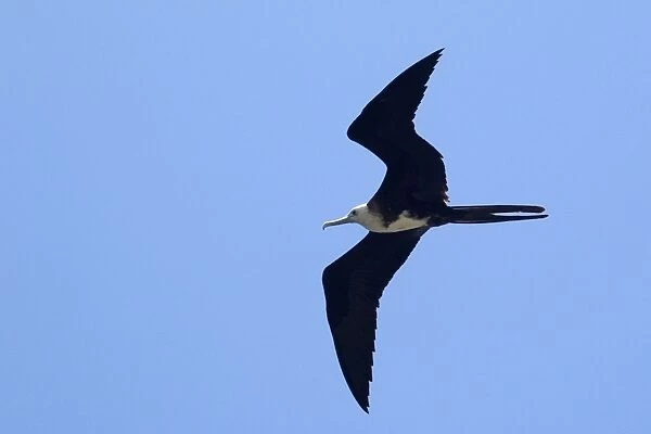 Magnificent frigate bird, Fregata magnificens, flying, Fernando de Noronha, Pernambuco, Brazil