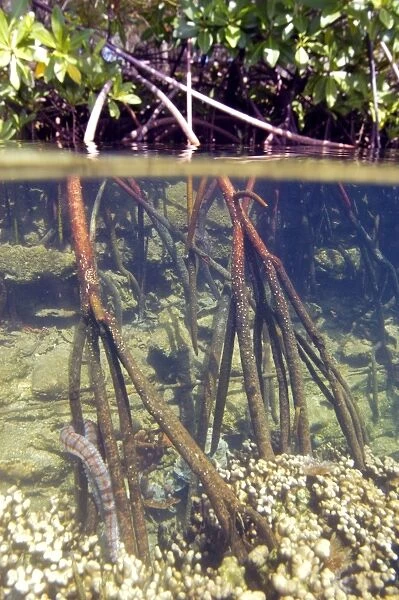 Mangrove roots underwater, Kaneohe bay, Oahu, Hawaii (N. Pacific)
