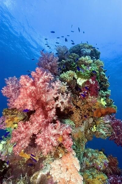 Mast encrusted with soft coral, Dendronephthya sp., Shinkoku Maru, Truk lagoon, Chuuk, Federated States of Micronesia