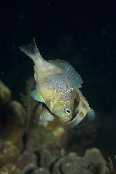 Mating Hamlet fish. Caymans