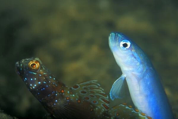 Metallic Shrimp Goby (Amblyeleotris latifasciata) and Threadfin Dartfish, (Ptereleotris hanae) together living in the same hole. Gorontalo, Sulaweis